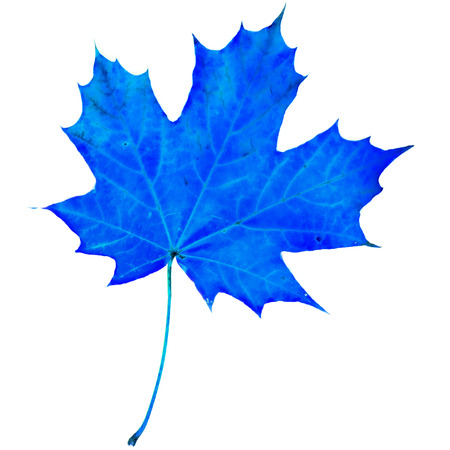 one blue leaf isolated on a white backgroundの写真素材