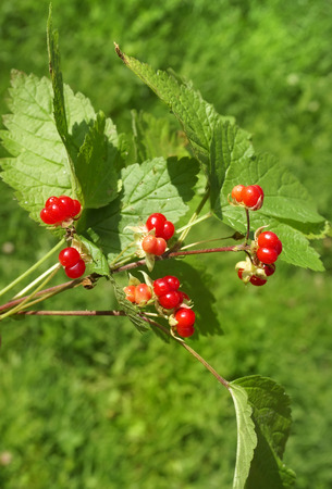   Bouquet of Wild Forest Stoneberries On Green Light Background                             の写真素材