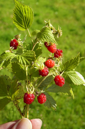  Bouquet Wild Raspberries in the hand On Green Grass Background                              の写真素材