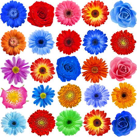 Collection set of 25 Colorful Flower heads close up isolated on white backgroundの写真素材