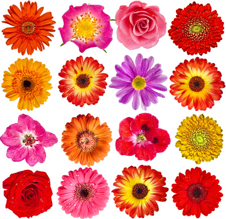 Collection set of Red Flower heads close up isolated on white backgroundの写真素材