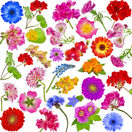 Collection set of Various Flower close up isolated on white backgroundの写真素材
