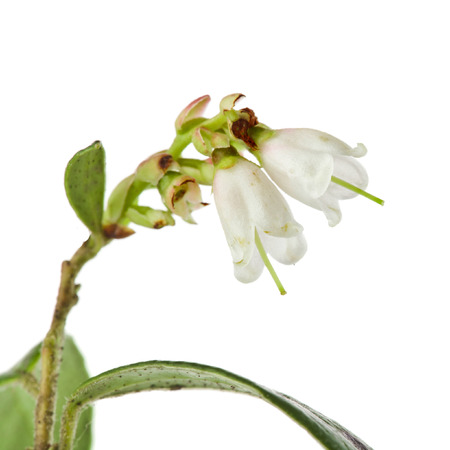 flowering cowberry plant close up macro shot plant isolated on whiteの写真素材