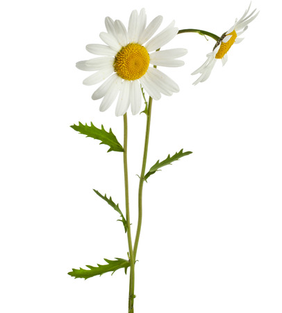 two chamomile flower isolated on white backgroundの写真素材