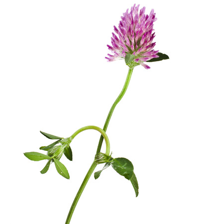 One red clover flower  Trifolium pratense  isolated on white backgroundの写真素材