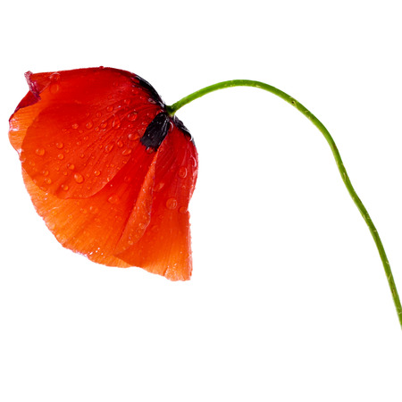 One red poppy flower close up isolated on a white backgroundの写真素材