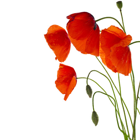 red poppies isolated on a white backgroundの写真素材