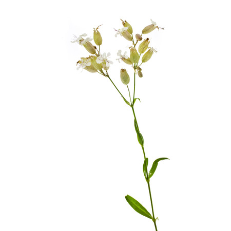 Soapwort  Saponaria officinalis  medicinal plant isolated on whiteの写真素材