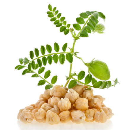 chickpeas plant with seed heap close up,isolated on white backgroundの写真素材