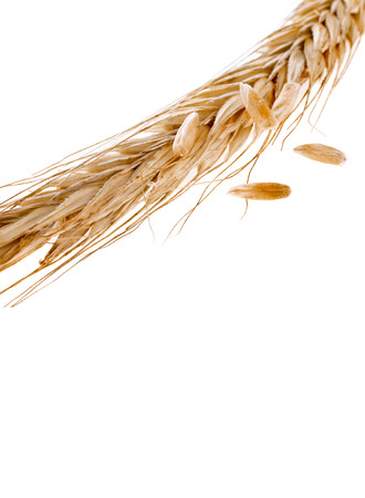 Spikelets and Young Grains of Wheat ears close up isolated on a White Backgroundの写真素材