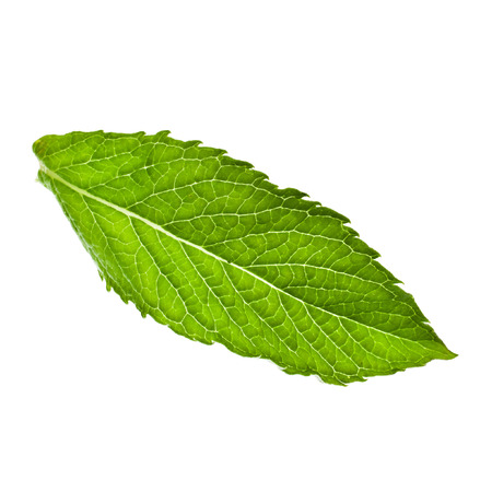 One single green fresh leaves mint isolated on white backgroundの写真素材