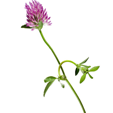 One red clover flower  Trifolium pratense  isolated on white backgroundの写真素材