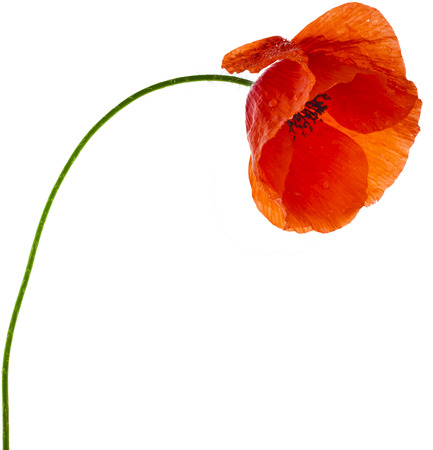 One red poppy flower close up isolated on a white backgroundの写真素材