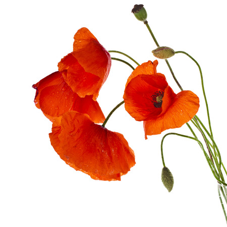 red poppies isolated on a white backgroundの写真素材