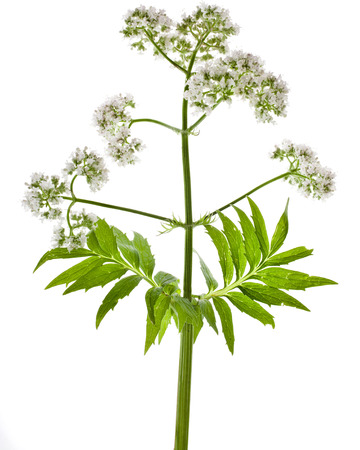 Herbaceous plant valerian flowering isolated in front of white backgroundの写真素材