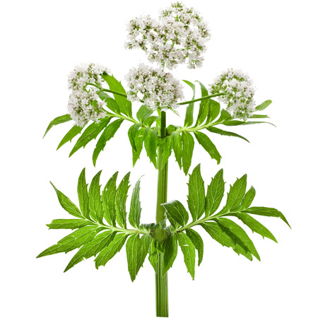 Herbaceous plant valerian flowering isolated in front of white backgroundの写真素材