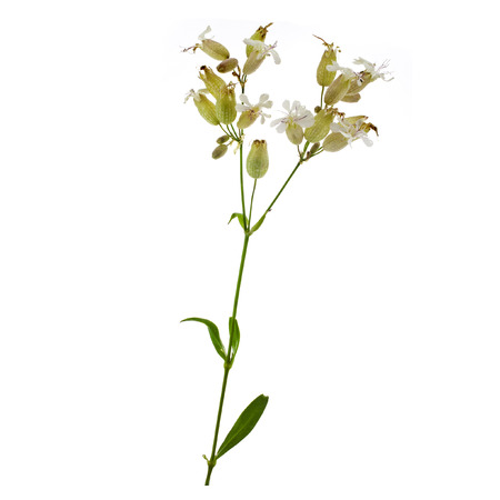 Soapwort  Saponaria officinalis  medicinal plant isolated on whiteの写真素材