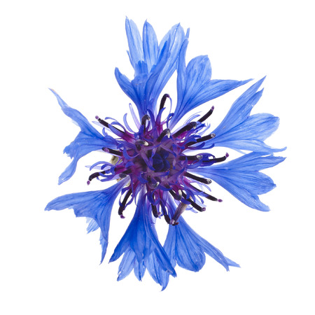 One blue cornflower flower isolated on white backgroundの写真素材
