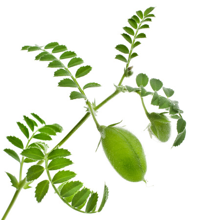 Green young pea plant sprouts isolated on white backgroundの写真素材