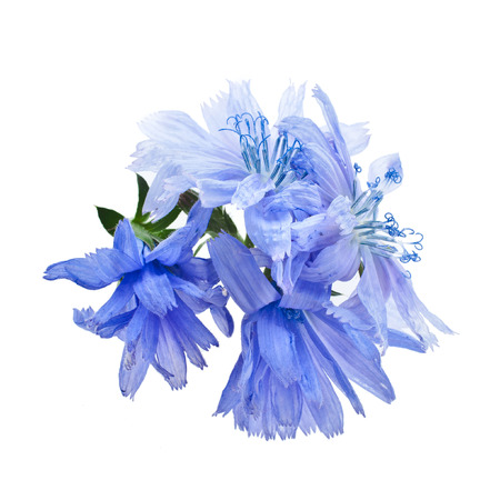Common chicory flower Cichorium intybus isolated on white backgroundの写真素材
