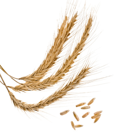 Spikelets and Grains of Wheat ears isolated on a White Backgroundの写真素材