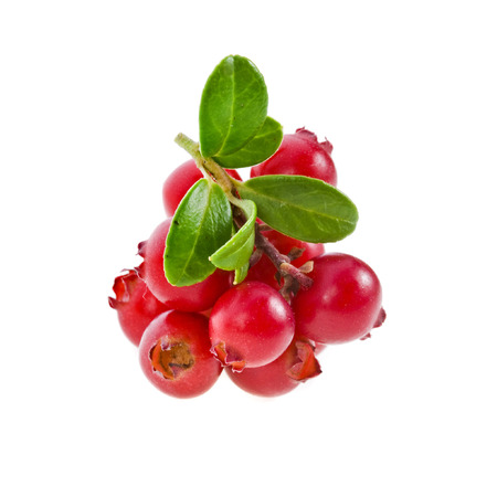 cranberries cowberries heap isolated on white backgroundの写真素材