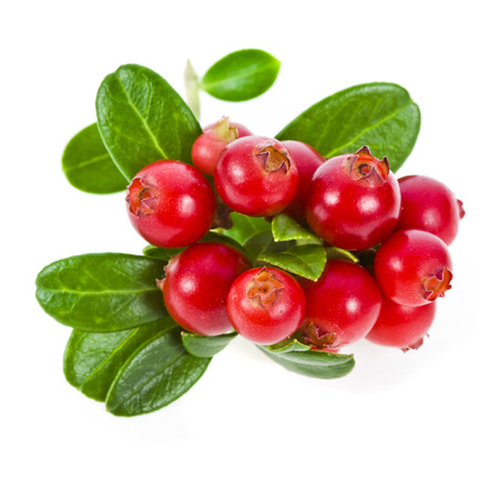 cranberries cowberries heap isolated on white backgroundの写真素材