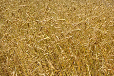   Field of wheat                             の写真素材