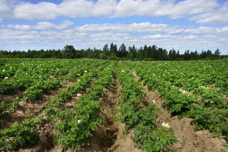    Potato field with blue sky                            の写真素材