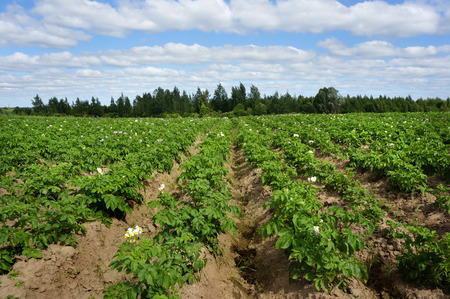   Potato field with blue sky                             の写真素材