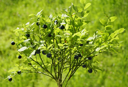   Bouquet Blueberries On Green Grass Background                             の写真素材