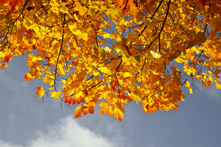 border of colorful autumn leaves on blue sky backgroundの写真素材