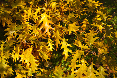 autumnal colored leafs outdoors surface top view backgroundの写真素材