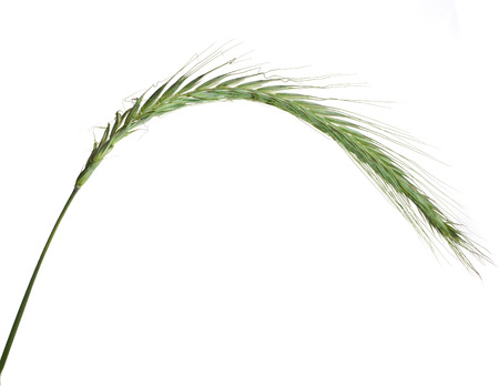 Young Spikelet Barley of green meadow grass isolated on white backgroundの写真素材