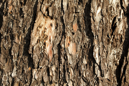 tree surface textureの写真素材