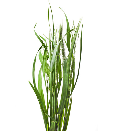 blade of grass isolated on white backgroundの写真素材