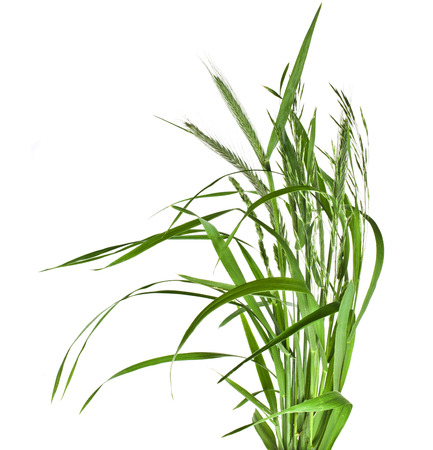 bunch of green grass Isolated on white backgroundの写真素材