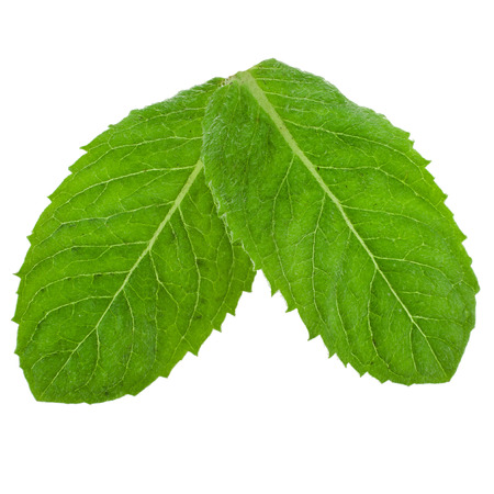 Two green fresh leaves mint isolatedの写真素材
