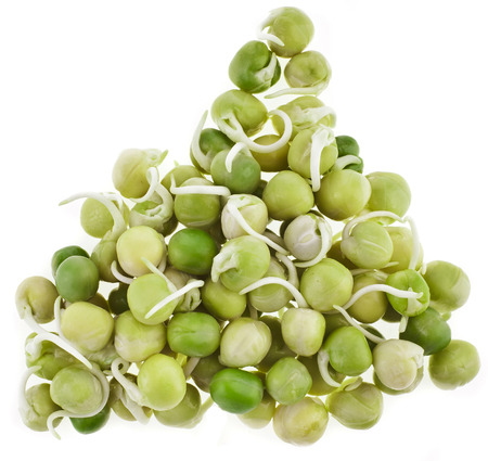 Pea seeds with sprouts , heap pile isolated on whiteの写真素材