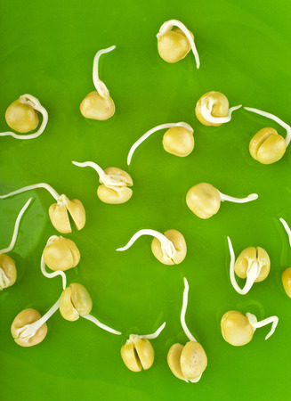 Pea seeds with sprouts close up macro shot top view on green backgroundの写真素材