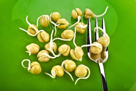 Pea seeds with sprouts with fork on a green plateの写真素材