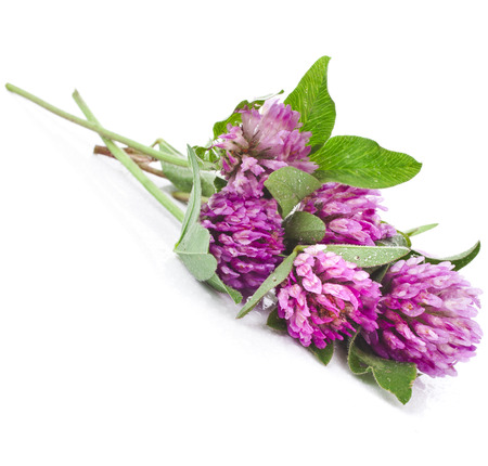 Closeup of red clover flower  Trifolium pratense  isolated on white backgroundの写真素材
