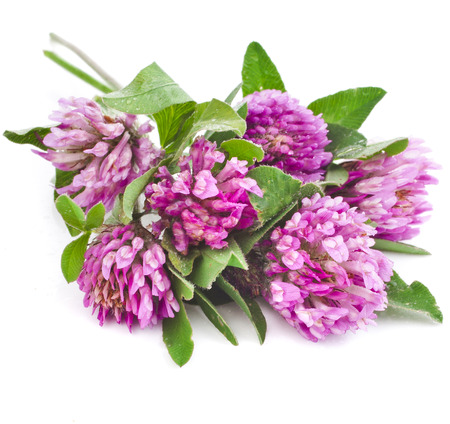Closeup of red clover flower isolated on white backgroundの写真素材