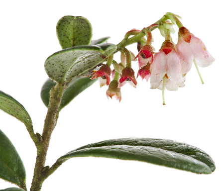 flowering cowberry plant close up macro shot plant isolated on whiteの写真素材