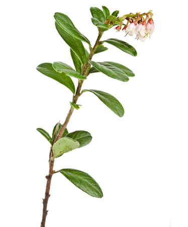 flowering cowberry plant close up macro shot plant isolated on whiteの写真素材