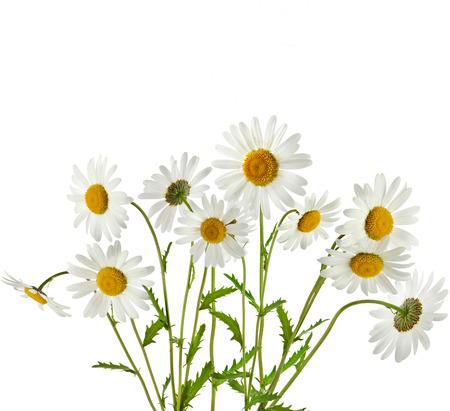 Bouquet of chamomile flower isolated on white backgroundの写真素材