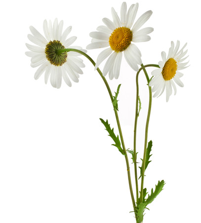Three chamomile flower isolated on white backgroundの写真素材