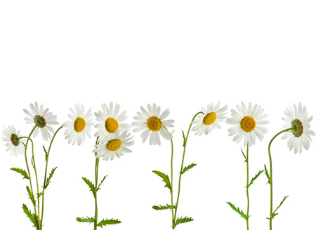 Collection set of chamomile flower isolated on whiteの写真素材