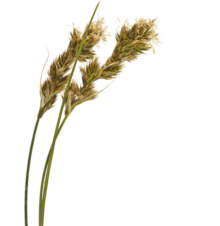 Blossoms of SAND SEDGE Carex grass plant  lat  Carex arenaria   Cyperaceae  Isolated on white backgroundの写真素材