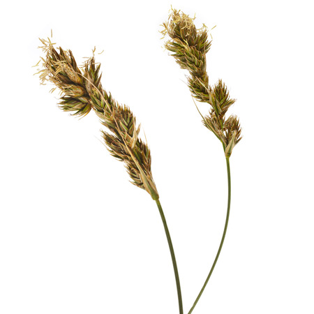 SAND SEDGE Carex grass plant  lat  Carex arenaria   Cyperaceae  Isolated on white backgroundの写真素材